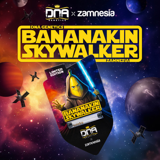 Bananakin Skywalker (Zamnesia Seeds x DNA Genetics) Feminisoidut