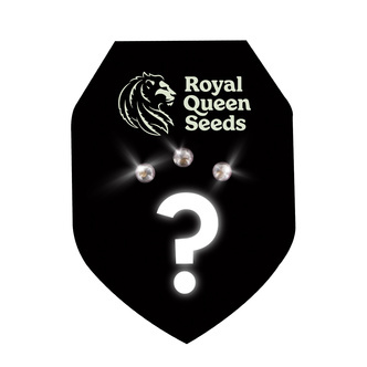 Feminisoidut mysteerisiemenet 3 (Royal Queen Seeds)