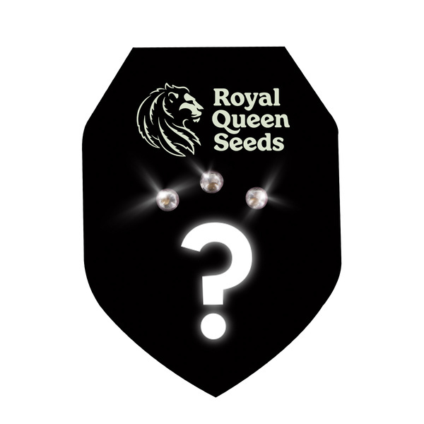 Autoflower-mysteerisiemenet 3 (Royal Queen Seeds)