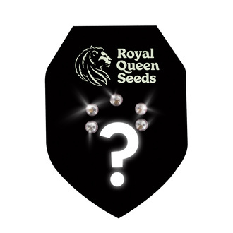 Feminisoidut mysteerisiemenet 5 (Royal Queen Seeds)