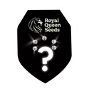 Feminisoidut mysteerisiemenet 5 (Royal Queen Seeds)
