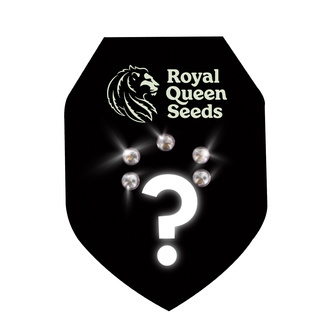 Autoflower-mysteerisiemenet 5 (Royal Queen Seeds)