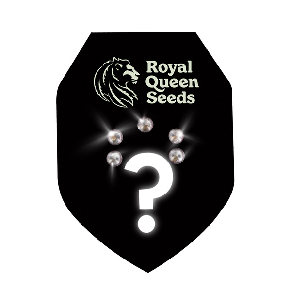 Autoflower Mysteerisiemenet 5 (Royal Queen Seeds)