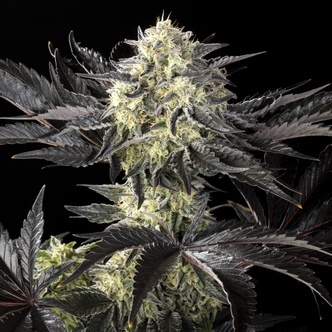 Zoap Ros&eacute; (Kannabia) feminisoidut kannabiksen siemenet