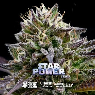 Star Power (BSF Seeds x Moon Rock) feminisoidut kannabiksen siemenet