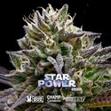 Star Power (BSF Seeds x Moon Rock) Feminisoidut