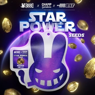 Star Power (BSF Seeds x Moon Rock) Feminisoidut
