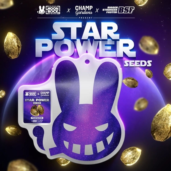 Star Power (BSF Seeds x Moon Rock) Feminisoidut