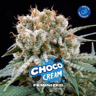 Choco Cream (BSF Seeds) Feminisoidut