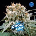 Choco Cream (BSF Seeds) Feminisoidut