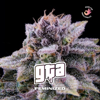 GTA (BSF Seeds) Feminisoidut