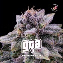 GTA (BSF Seeds) Feminisoidut