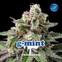 G-Mint (BSF Seeds) Feminisoidut