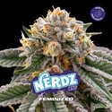 Nerdz (BSF Seeds) Feminisoidut
