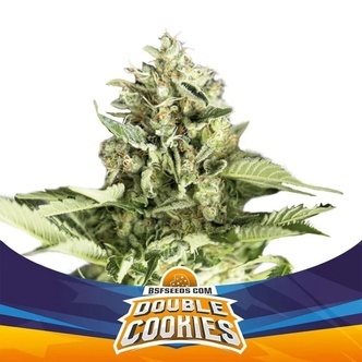 Double Cookies Auto (BSF Seeds) feminisoidut