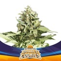 Double Cookies Auto (BSF Seeds) Feminisoidut