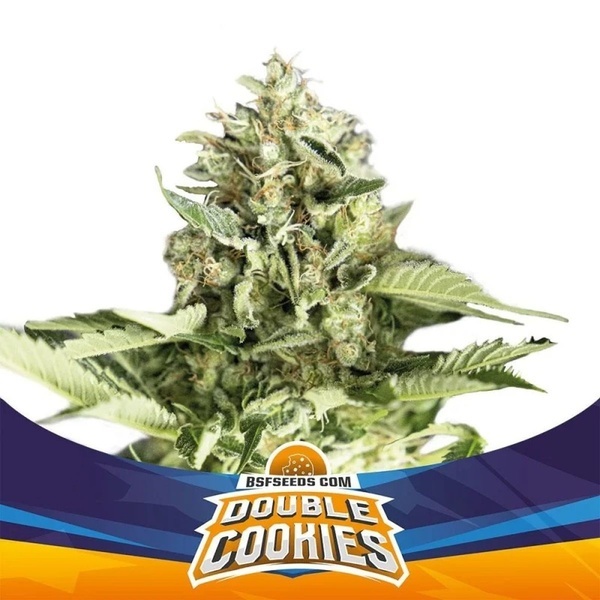 Double Cookies Auto (BSF Seeds) Feminisoidut