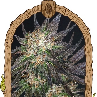 Georgia Cream (Exotic Seed) Feminisoidut