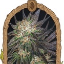 Georgia Cream (Exotic Seed) Feminisoidut