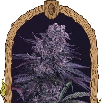 Quick Black Lemon (Exotic Seed) feminisoitu