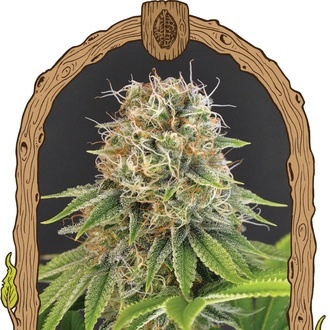 Wedding Monkey (Exotic Seed) Feminisoidut