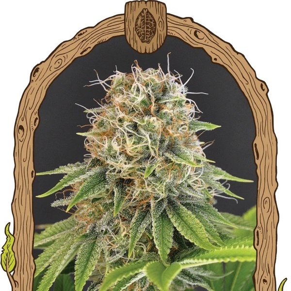 Wedding Monkey (Exotic Seed) Feminisoidut