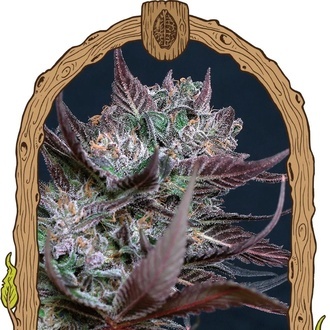 Black Lemon (Exotic Seed) Feminisoidut