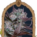 Black Lemon (Exotic Seed) Feminisoidut