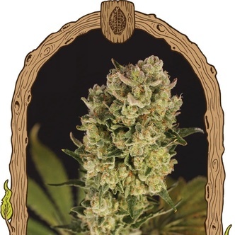 Candy Jungle Auto (Exotic Seed) feminisoidut
