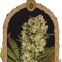 Candy Jungle Auto (Exotic Seed) Feminisoidut