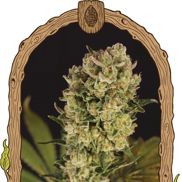 Candy Jungle Auto (Exotic Seed) Feminisoidut