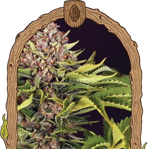 ZZZ... (Exotic Seed) Feminisoidut
