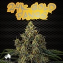 24K Gold Fangs (TICAL) Feminisoidut