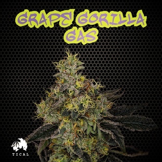 Grape Gorilla Gas (TICAL) feminisoidut kannabiksen siemenet