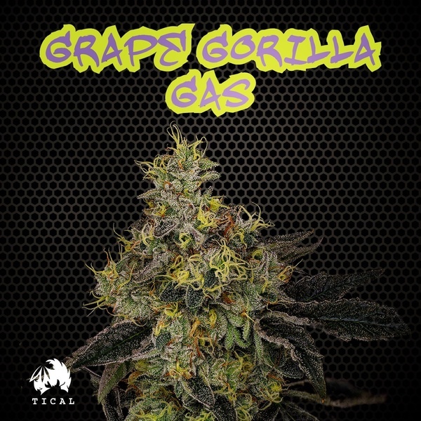 Grape Gorilla Gas (TICAL) Feminisoidut