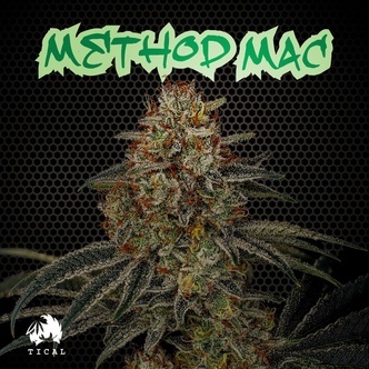 Method Mac (Tical Genetics) Feminisoidut