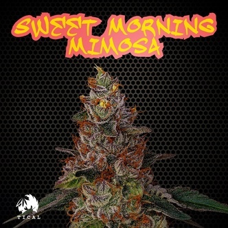 Sweet Morning Mimosa (TICAL) feminisoidut