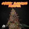 Sweet Morning Mimosa (TICAL) Feminisoidut