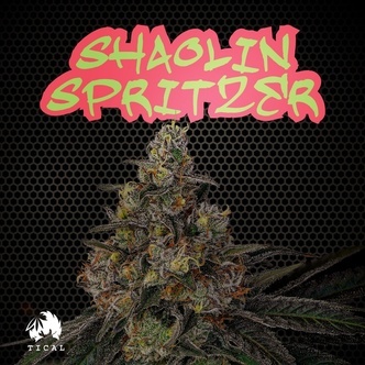 Shaolin Spritzer (TICAL) feminisoitu