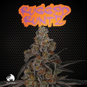 Rugged Runtz (TICAL) - feminisoitu