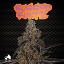 Rugged Runtz (TICAL) Feminisoidut