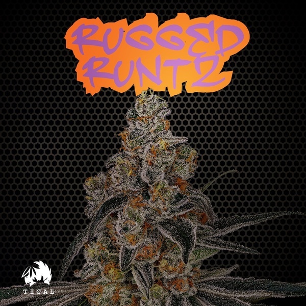 Rugged Runtz (TICAL) Feminisoidut