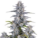 Super Boof Auto (FastBuds) Feminisoidut