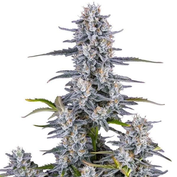 Super Boof Auto (FastBuds) Feminisoidut