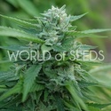 Mongolia THC Free (World of Seeds) -Feminisoidut
