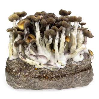 Zamnesia Ready-2-Grow Bag &rdquo;Golden Teacher&rdquo;