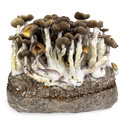 Zamnesia Ready-2-Grow Bag ”Golden Teacher”