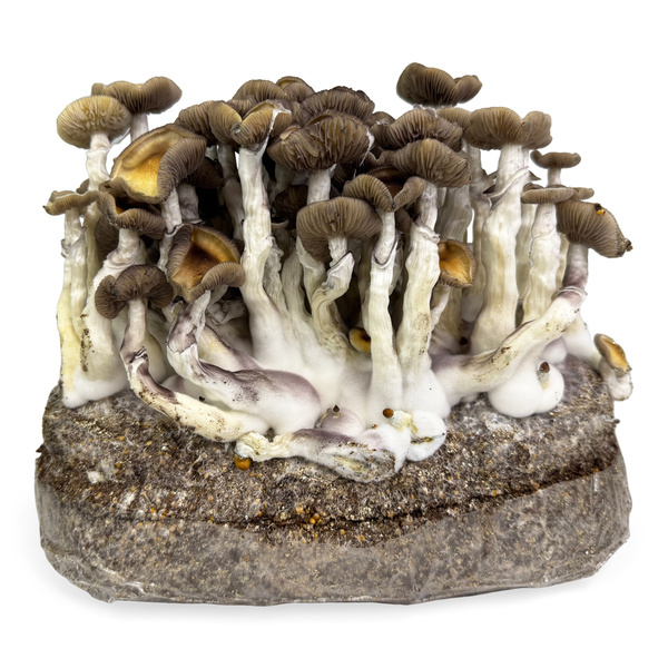 Zamnesia Ready-2-Grow Bag ”Golden Teacher”