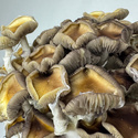 Zamnesia Ready-2-Grow Bag ”Golden Teacher”
