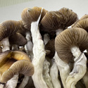 Zamnesia Ready-2-Grow Bag ”Golden Teacher”